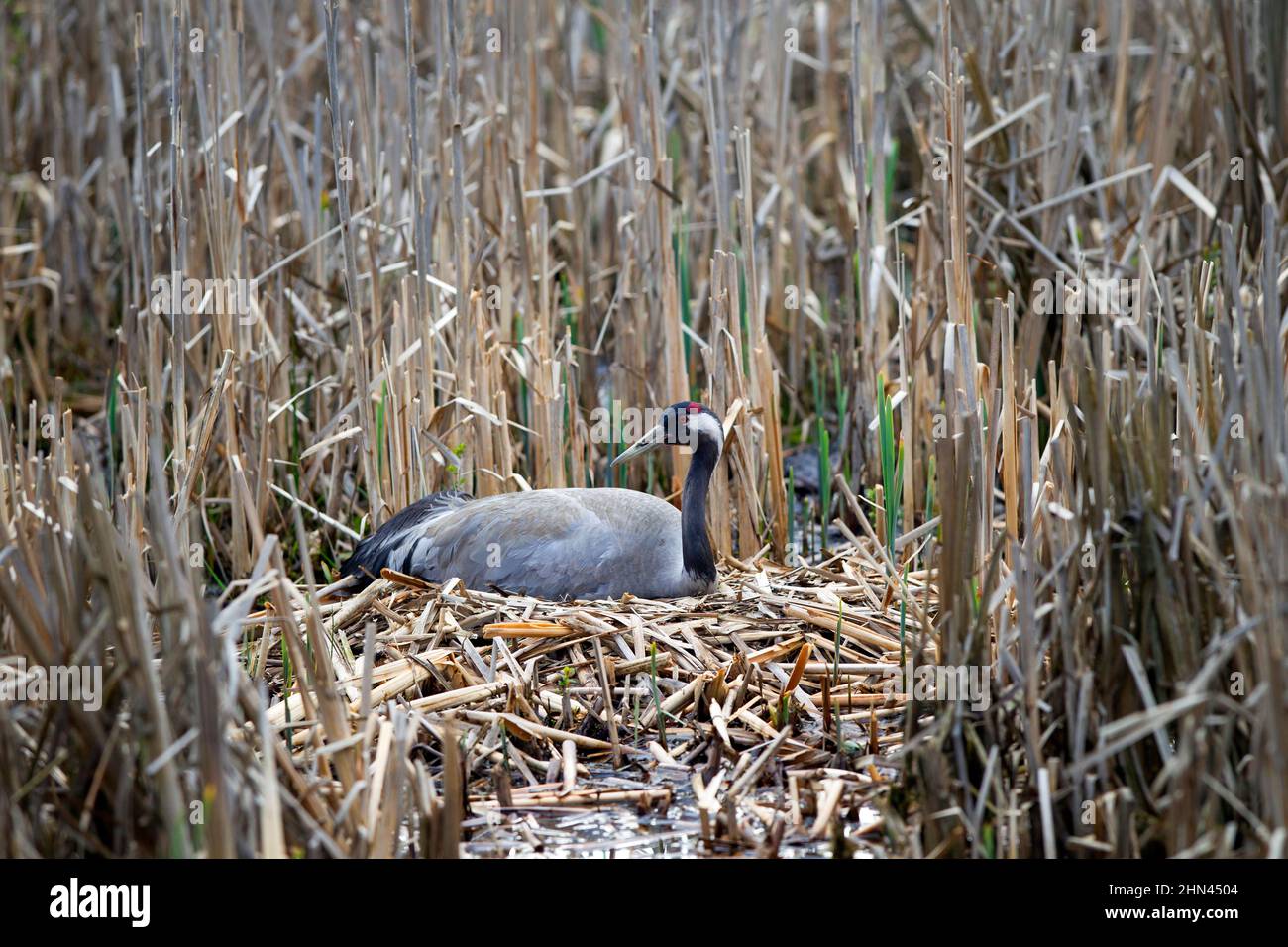 Common Crane (Grus grus). Parent at nest, incubating. Germany Stock Photo