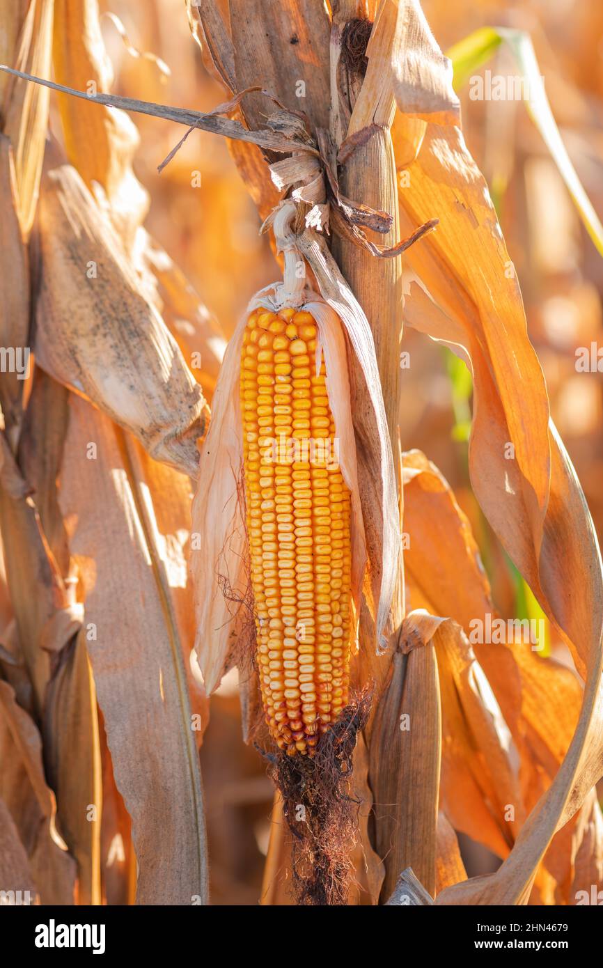 Fusarium corn ear rot damage. most common maize disease, selective focus Stock Photo