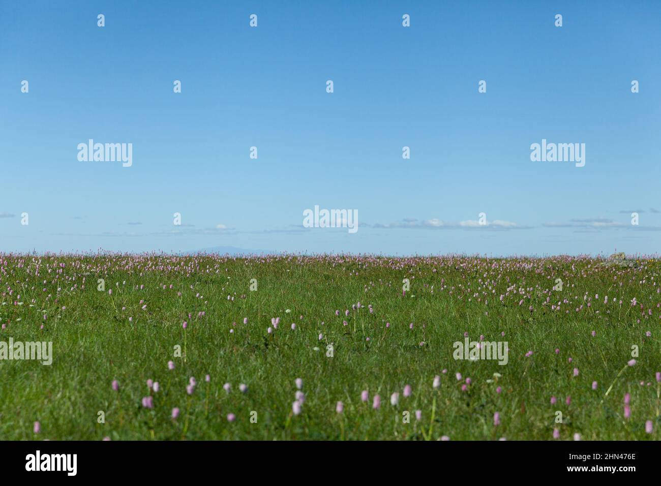 Meadow at Konzhakovskiy Kamen on a bright summer day, Northern Urals, Sverdlovsk Oblast, Russia Stock Photo