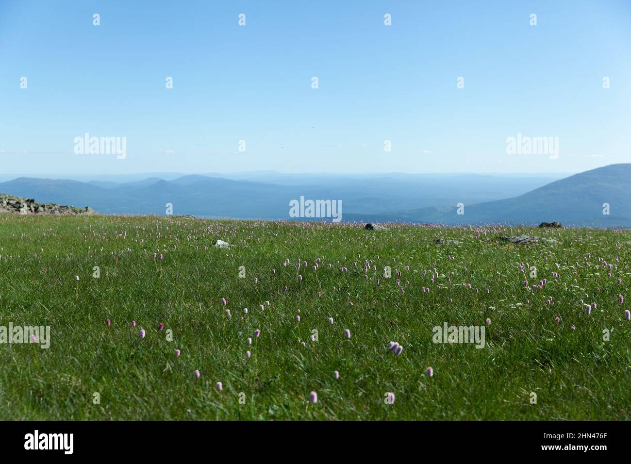 Meadow at Konzhakovskiy Kamen on a bright summer day, Northern Urals, Sverdlovsk Oblast, Russia Stock Photo