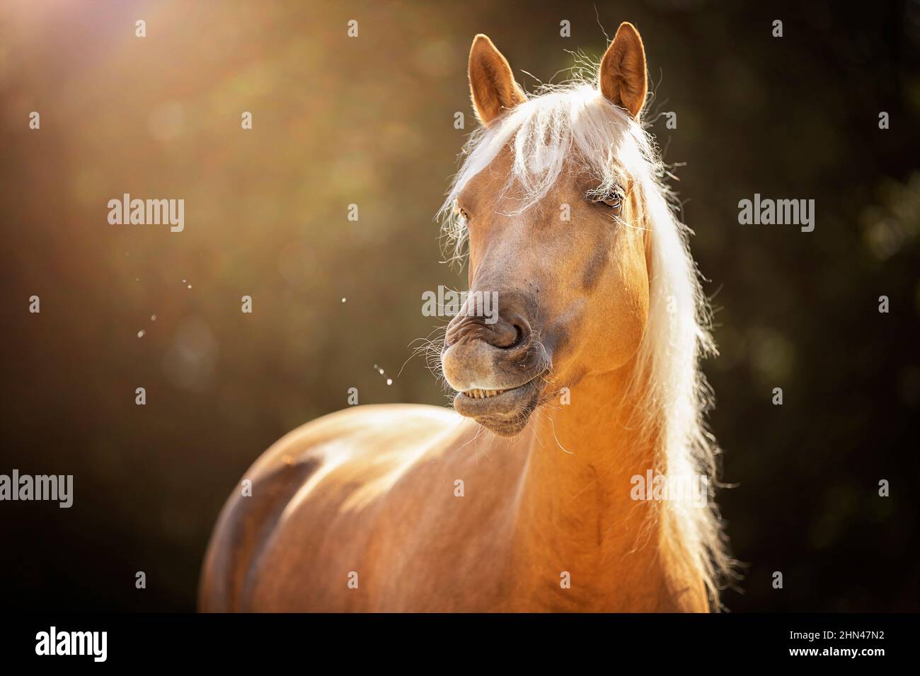 Palomino horse funny hi-res stock photography and images - Alamy
