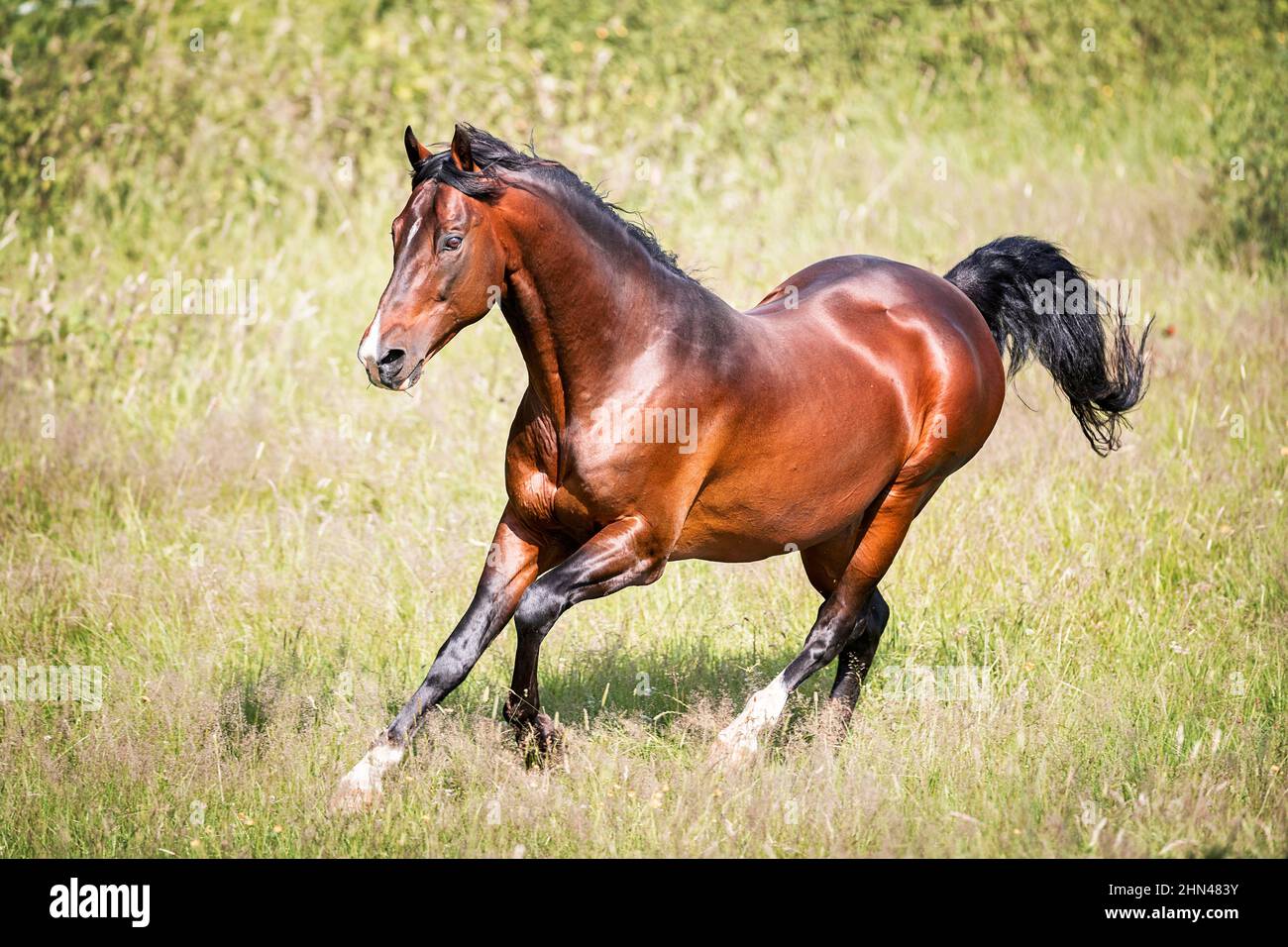 American Saddlebred ASH. Bay stallion galloping on a meadow. Germany Stock Photo