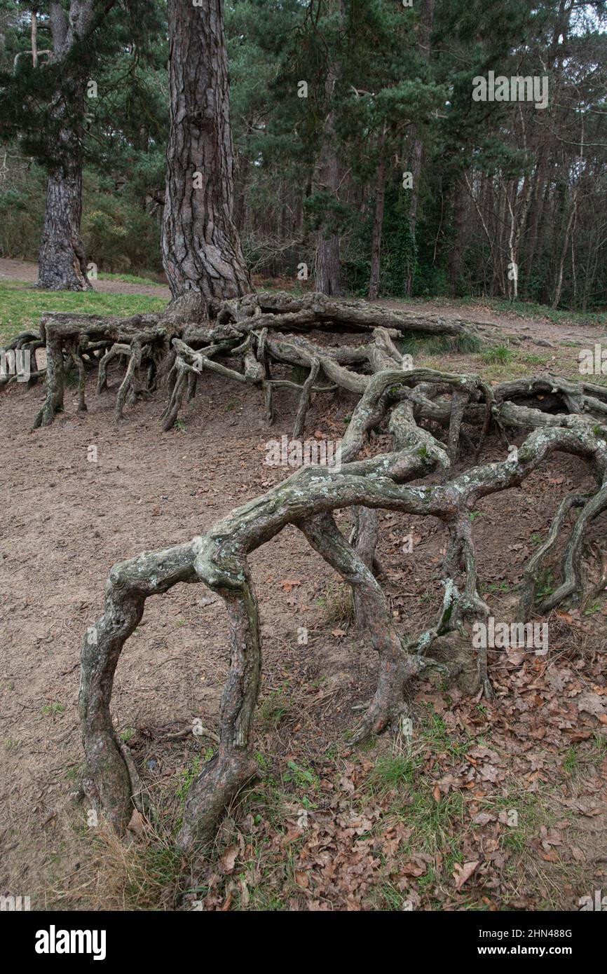 Scots Pine tree (Pinus sylvestris) Roots exposed by erosion of sandy soil. Surrey, UK Stock Photo