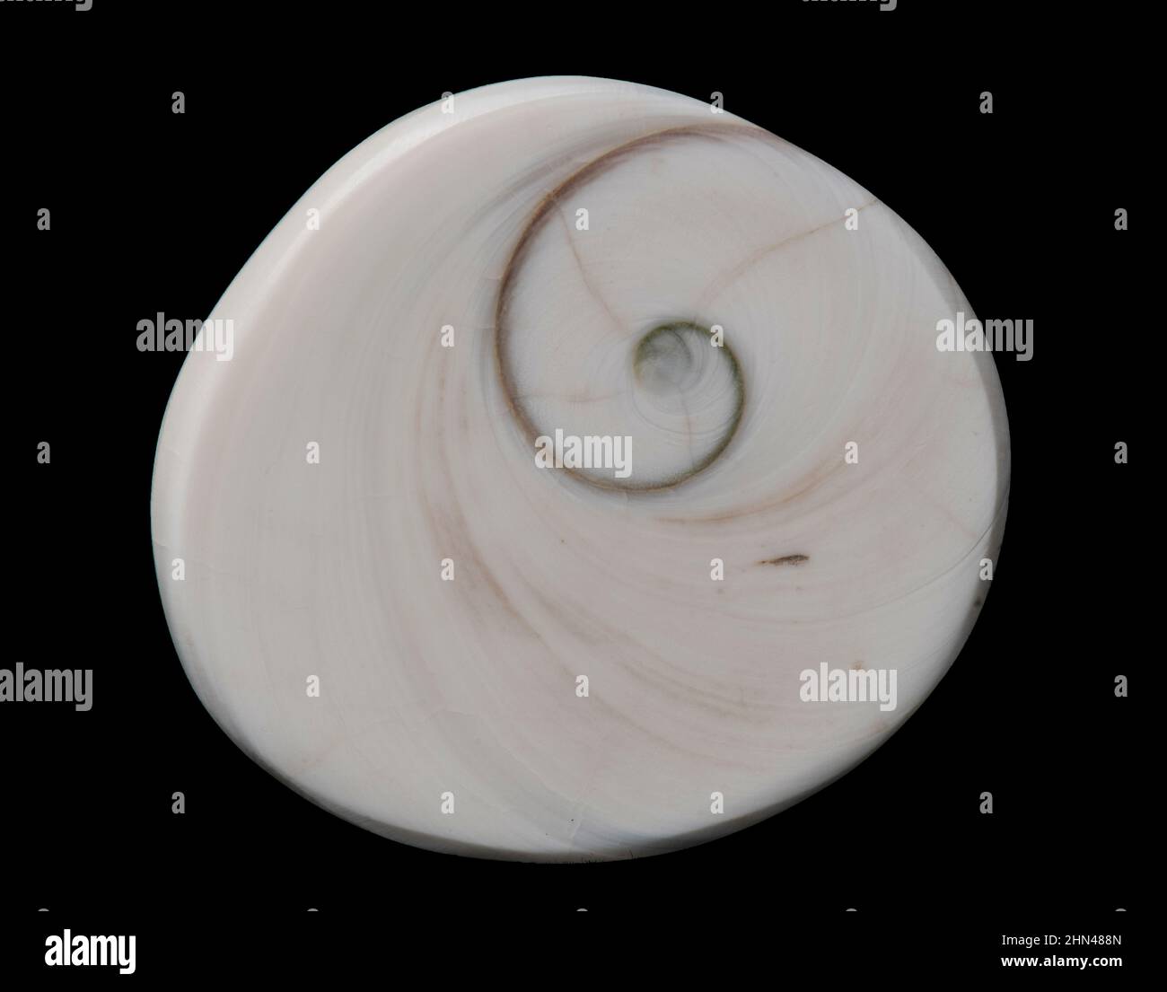 Fossil Mollusc. Polished section. Spiral. Stock Photo