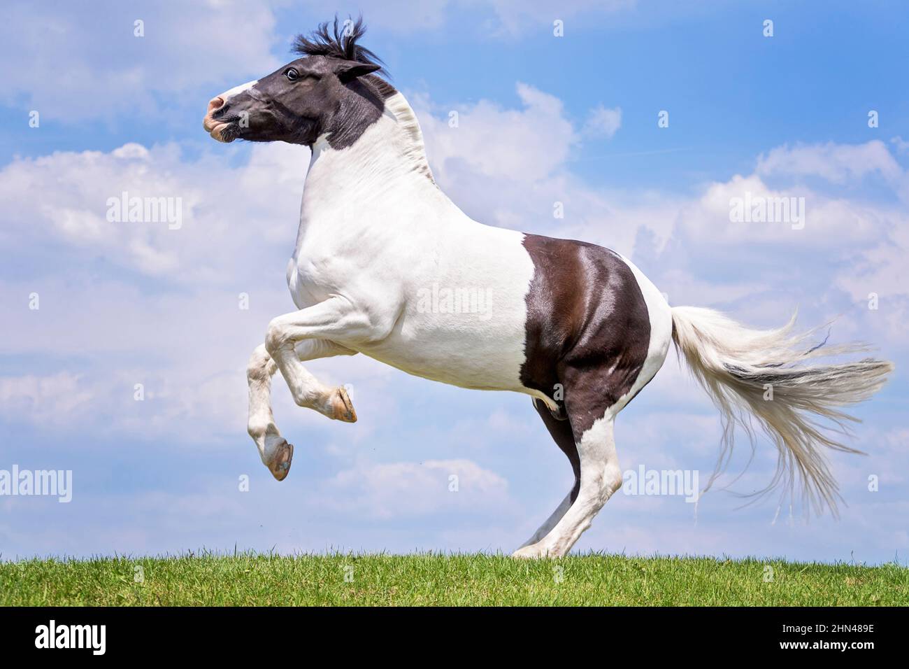 Piebald pony rearing on a pasture. Germany Stock Photo