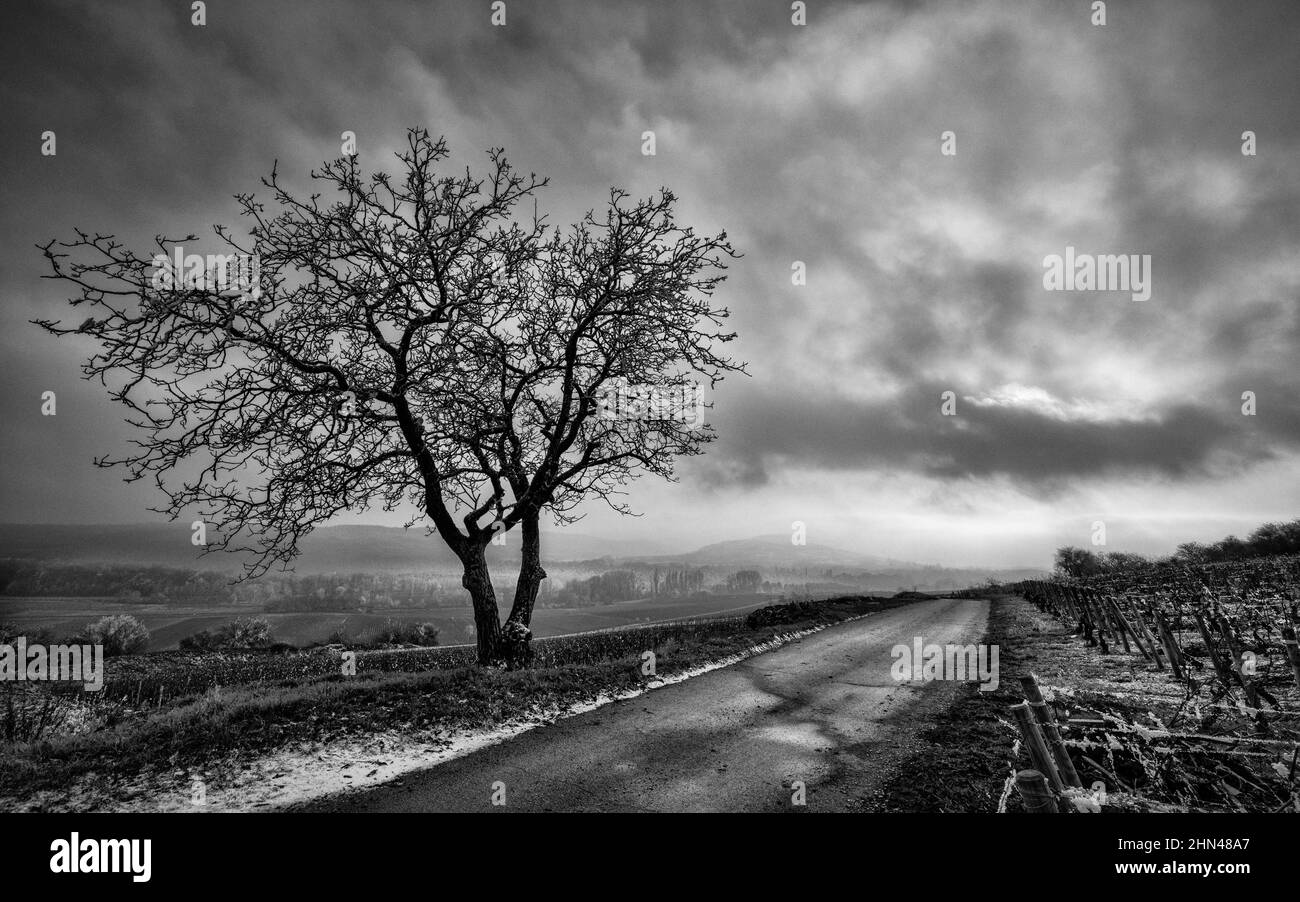 Landscape in black and white in the climate of Burgundy 'La Commes', Santenay, Burgundy, France Stock Photo