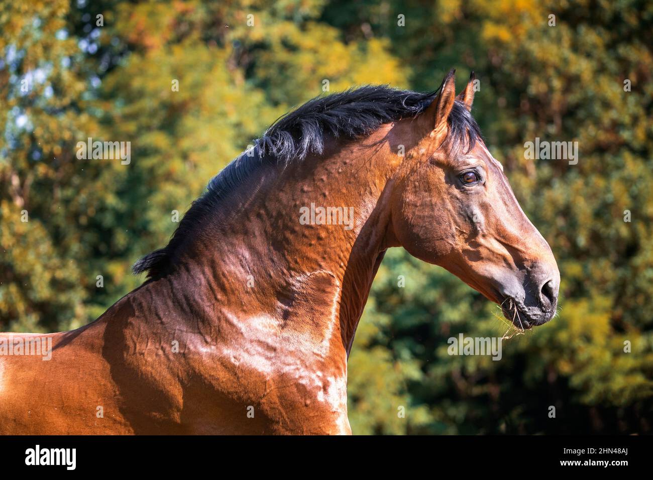Wuerttemberg Warmblood. Portrait of bay stallion on a pasture. Germany Stock Photo