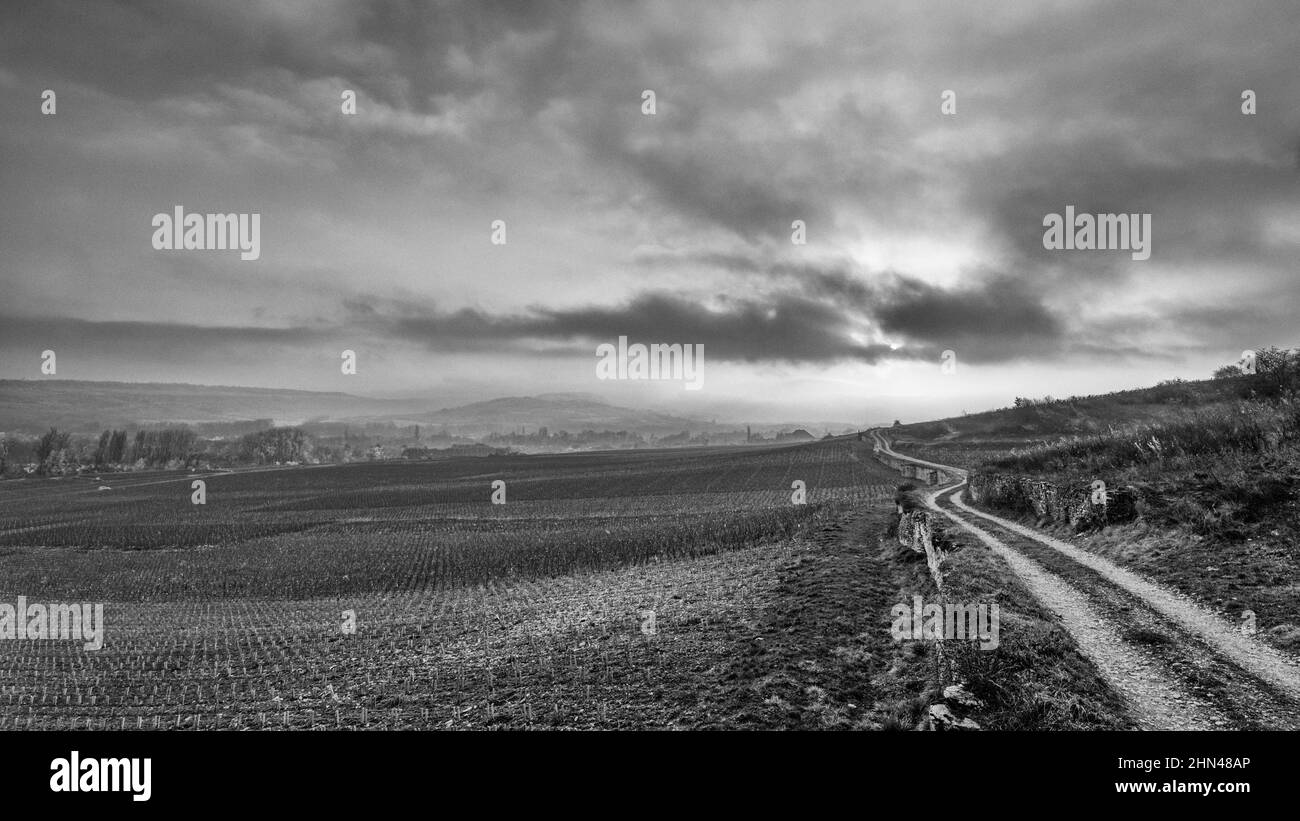 Black and white landscape at burgundy climate Les Gravières, Santenay, Burgundy, France Stock Photo