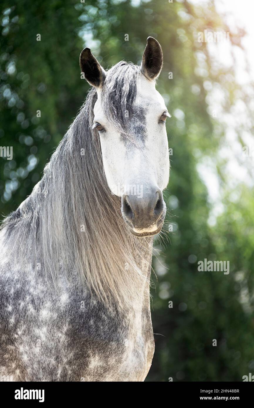Warlander. Portrait of gray mare. Germany Stock Photo