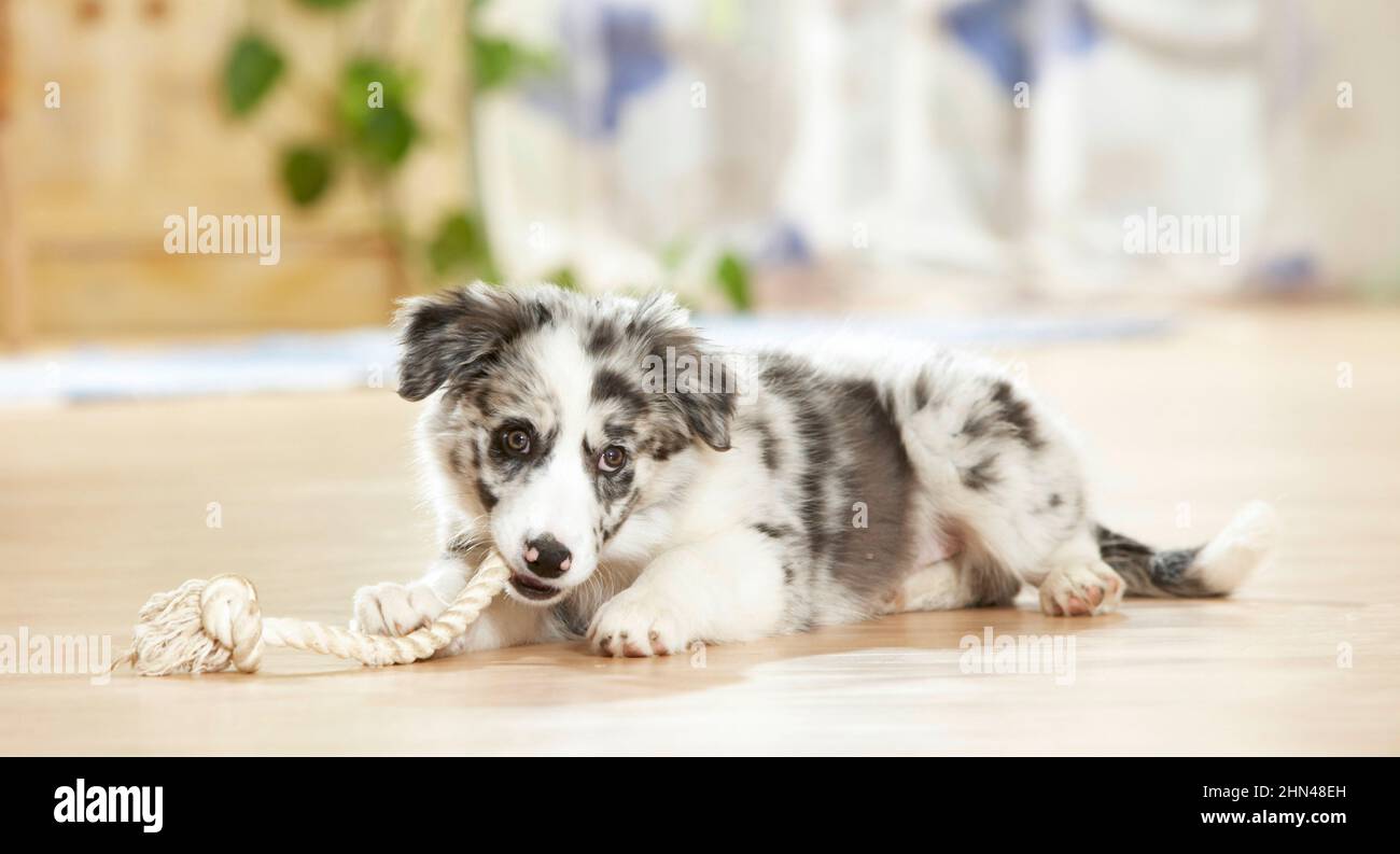 Border Collie. A puppy playing in an apartment with a rope. Germany Stock Photo