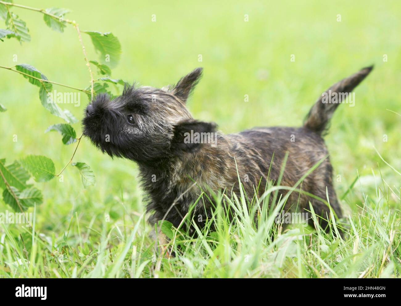 Cairn Terrier. Puppy sniffing a branch. Germany Stock Photo