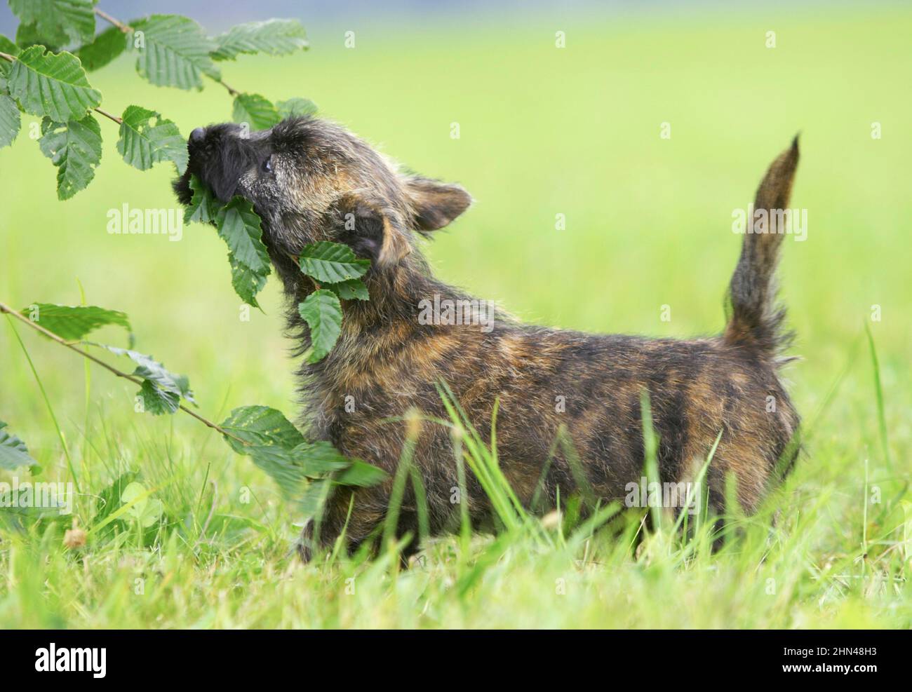 Cairn Terrier. Puppy tugs on a branch. Germany Stock Photo