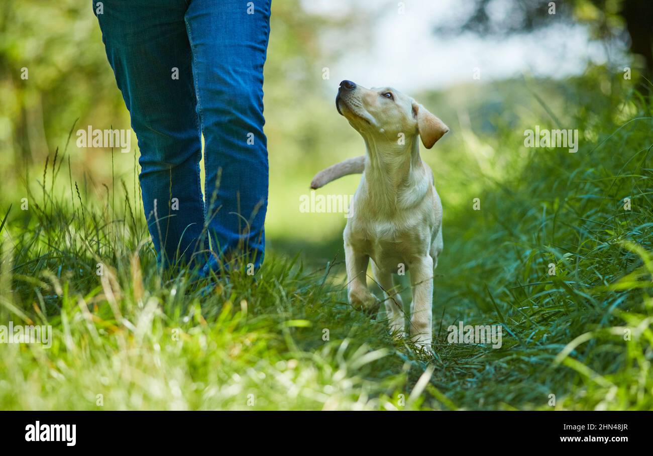Labrador Retriever. Yellow juvenile walking next to a person on a path. Germany Stock Photo