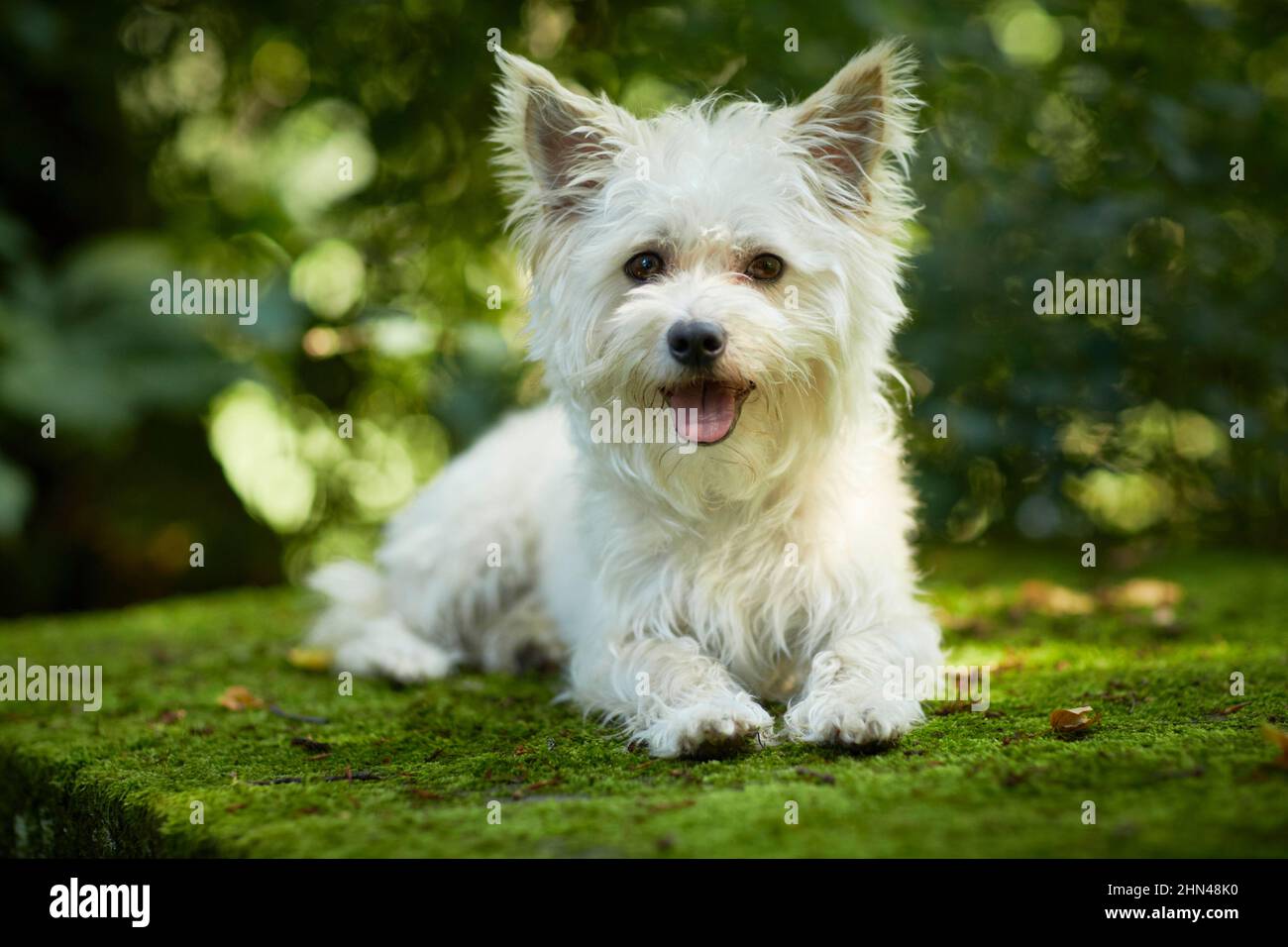 Mixed-breed dog. Adult dog lying on a mossy rock in a forest. Germany Stock Photo