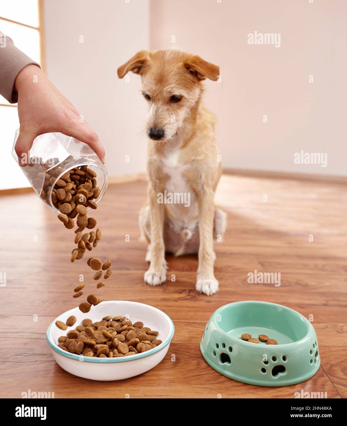 A mongrel watches food being filled into a food bowl. Germany Stock Photo