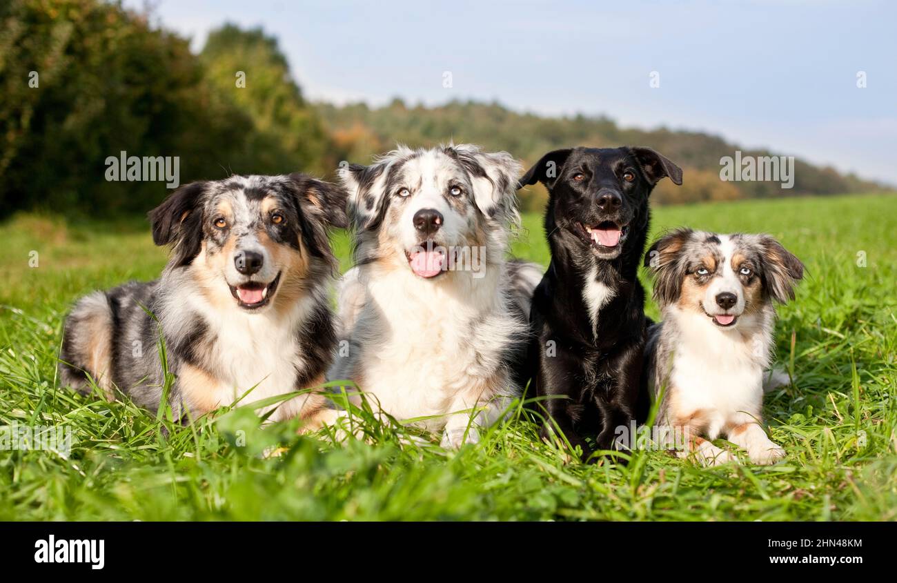 Three adult Australian Shepherds and one mixed breed dog lying side by side in a meadow. Germany Stock Photo