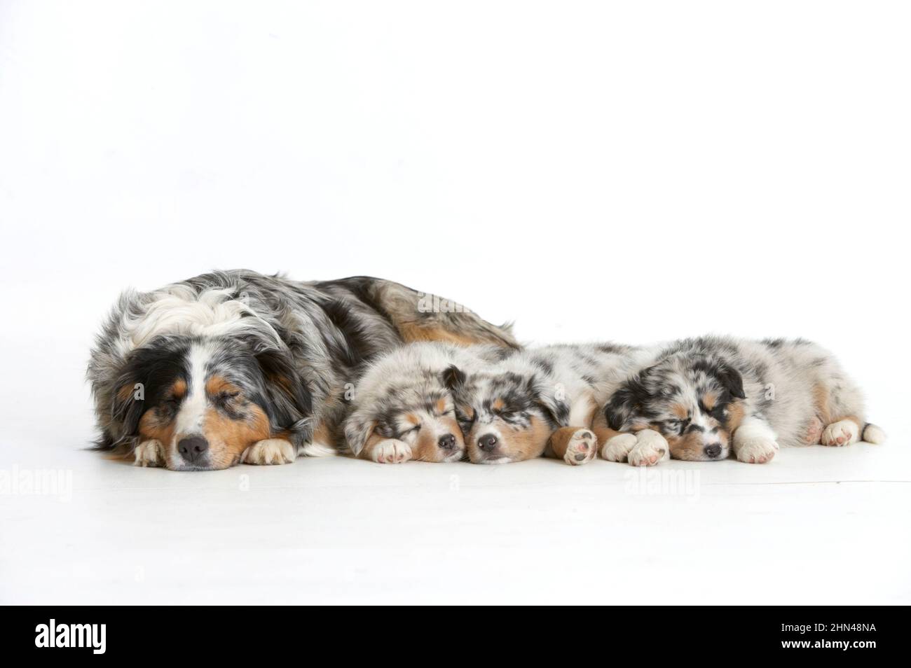 Australian Shepherd. Sleeping mother with three sleeping puppies. Studio picture against a white background. Germany Stock Photo