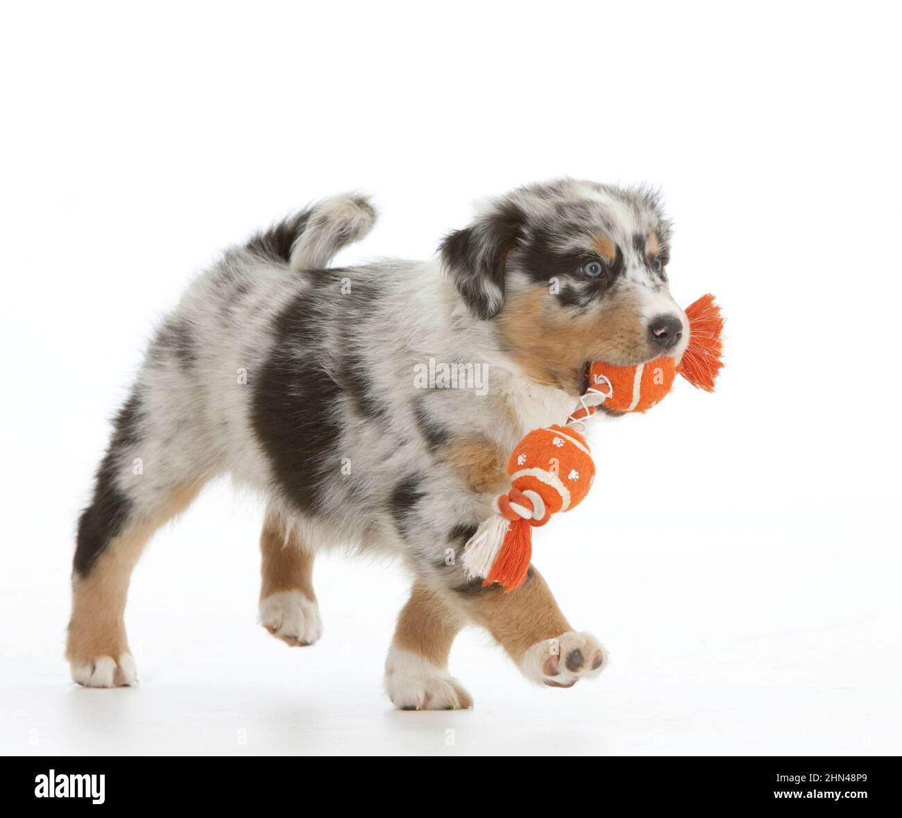 Australian Shepherd. A puppy carrying a toy. Studio picture against a white background. Germany Stock Photo