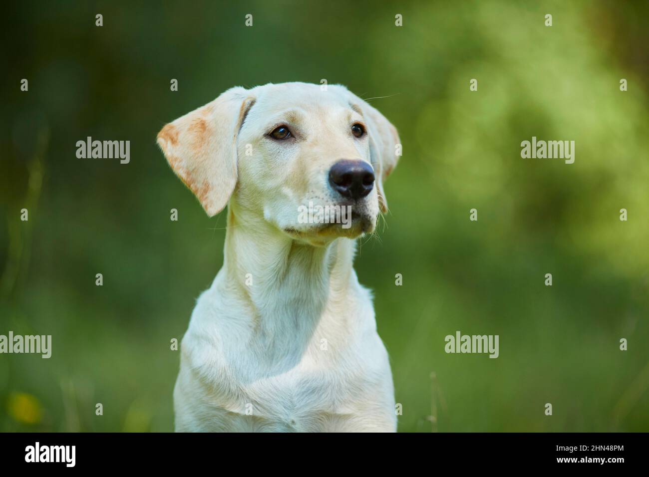 Labrador Retriever. Portrait of yellow juvenile. Germany Stock Photo