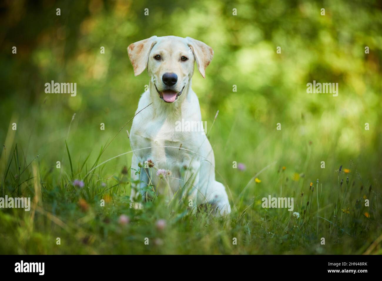 Labrador Retriever. Yellow juvenile sitting on a forest clearing. Germany Stock Photo