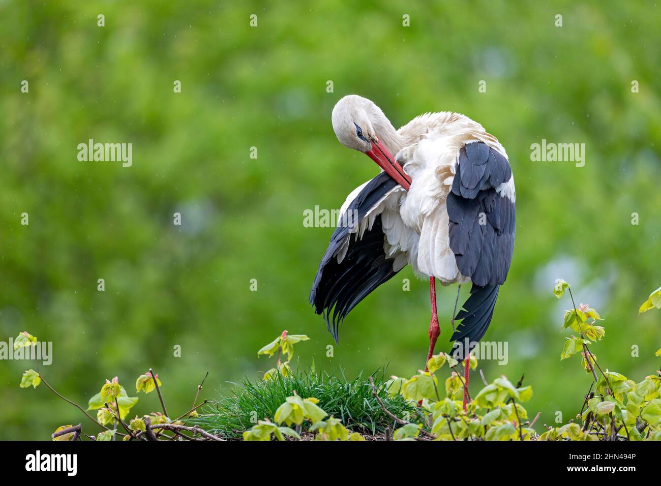 White Stork (Ciconia ciconia). Adult preening. Germany Stock Photo