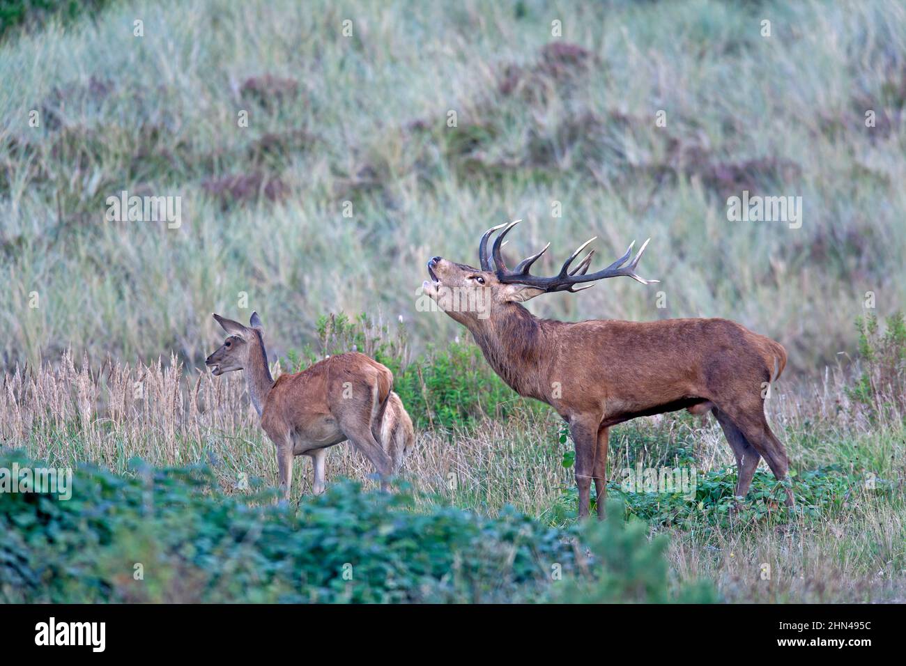 Red Deer (Cervus elaphus). Roaring stag, hind and calf in a meadow. Germany Stock Photo