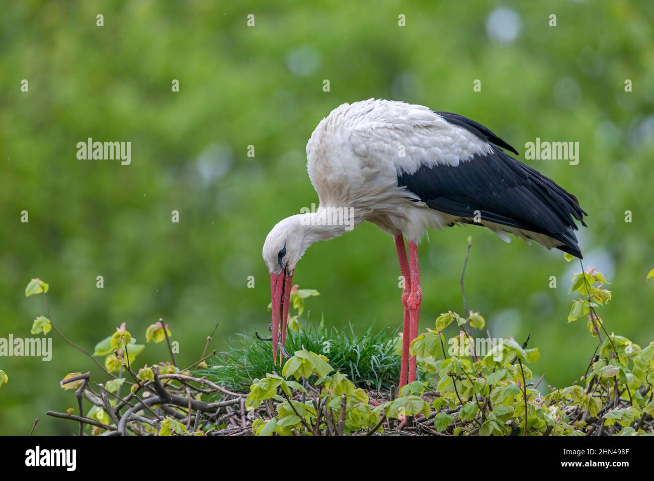 White Stork (Ciconia ciconia). Adult collecting twig for building its nest. Germany Stock Photo