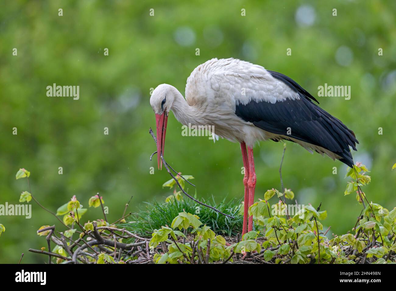 White Stork (Ciconia ciconia). Adult collecting twig for building its nest. Germany Stock Photo