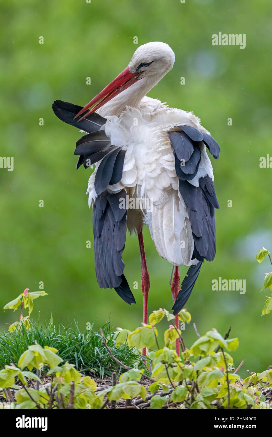 White Stork (Ciconia ciconia). Adult preening. Germany Stock Photo