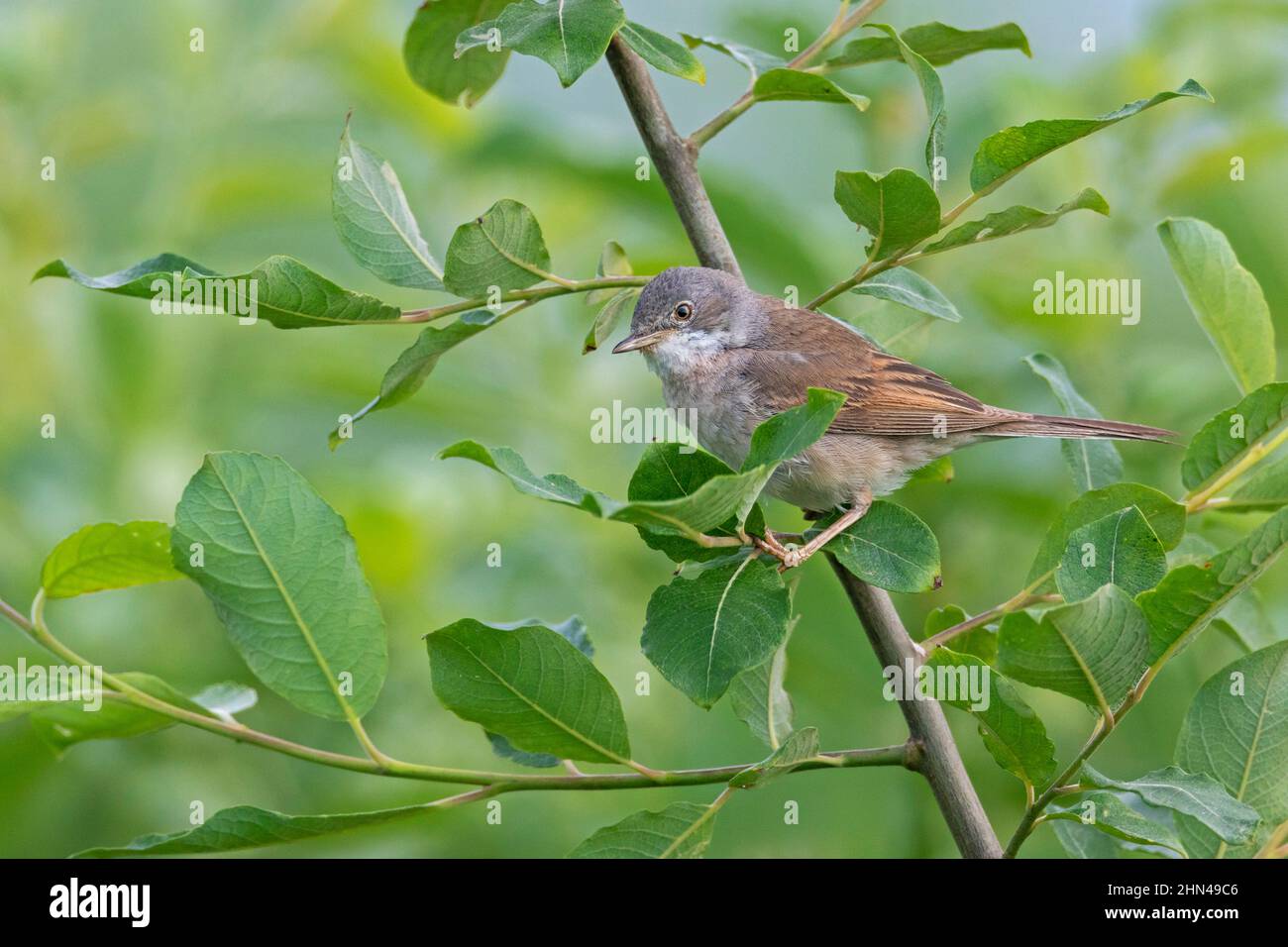 Common Whitethroat (Sylvia communis). Male foraging in a willow. Germany Stock Photo