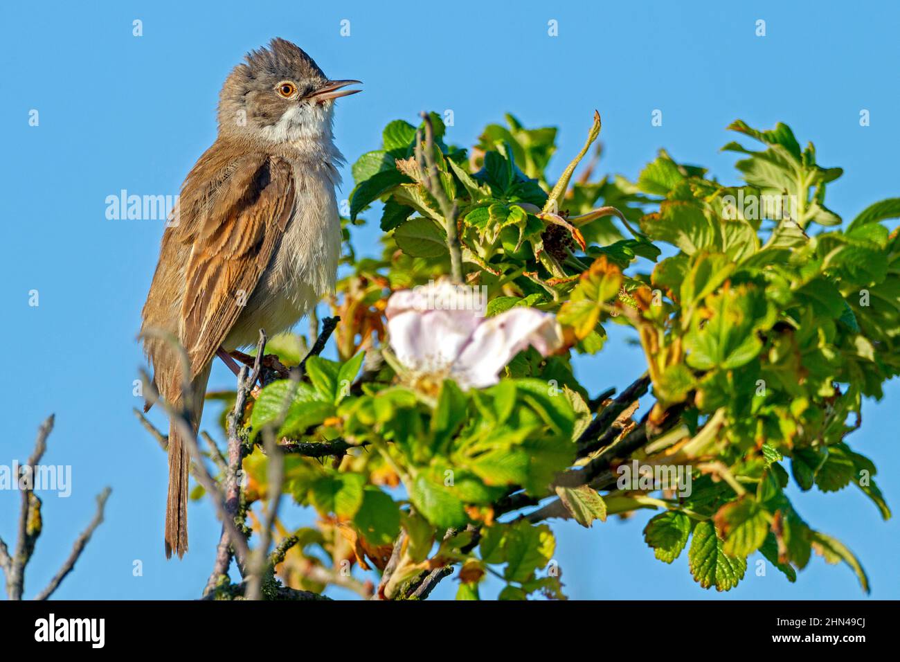 Common Whitethroat (Sylvia communis). Male perched on a rose while singing. Germany Stock Photo