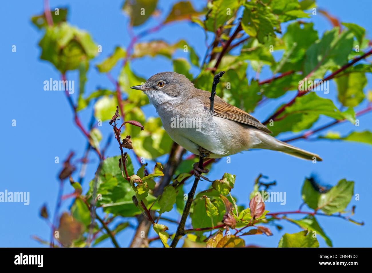 Common Whitethroat (Sylvia communis) perched on a twig. Germany Stock Photo