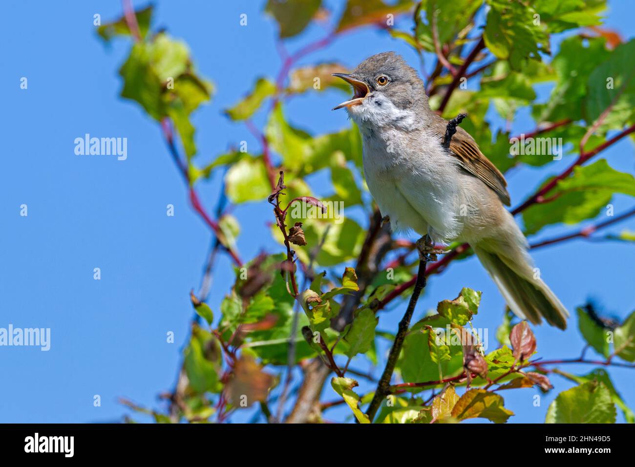 Common Whitethroat (Sylvia communis). Male perched on a twig while singing. Germany Stock Photo