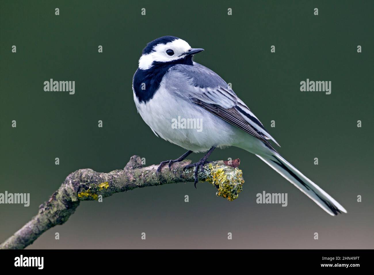 Pied Wagtail, Pied White Wagtail (Motacilla alba) in breeding plumage perched on a twig. Germany Stock Photo