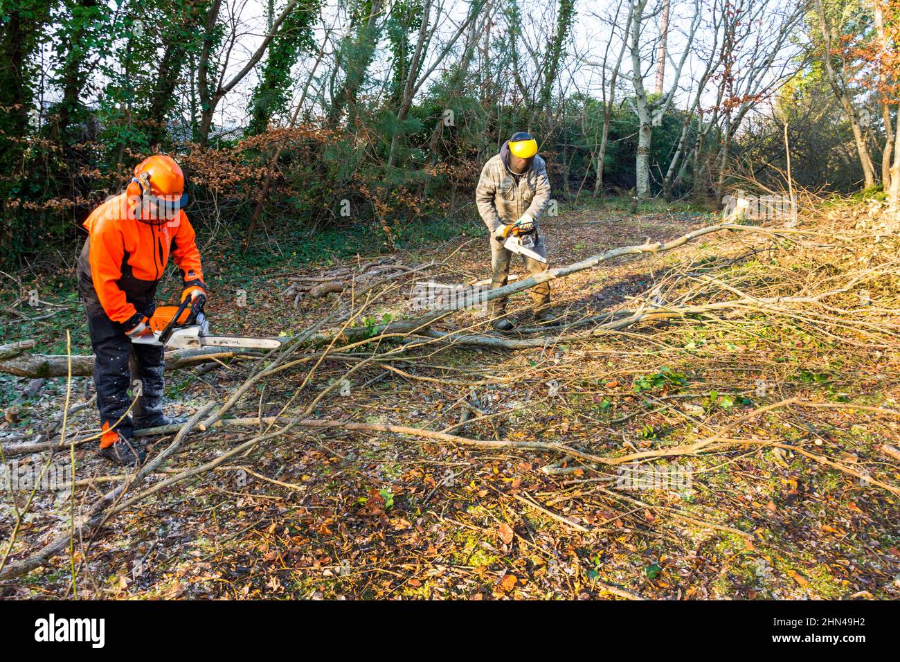 Men cutting tree with chainsaw for wood logs for heating in wood burning stove, County Donegal, Ireland Stock Photo
