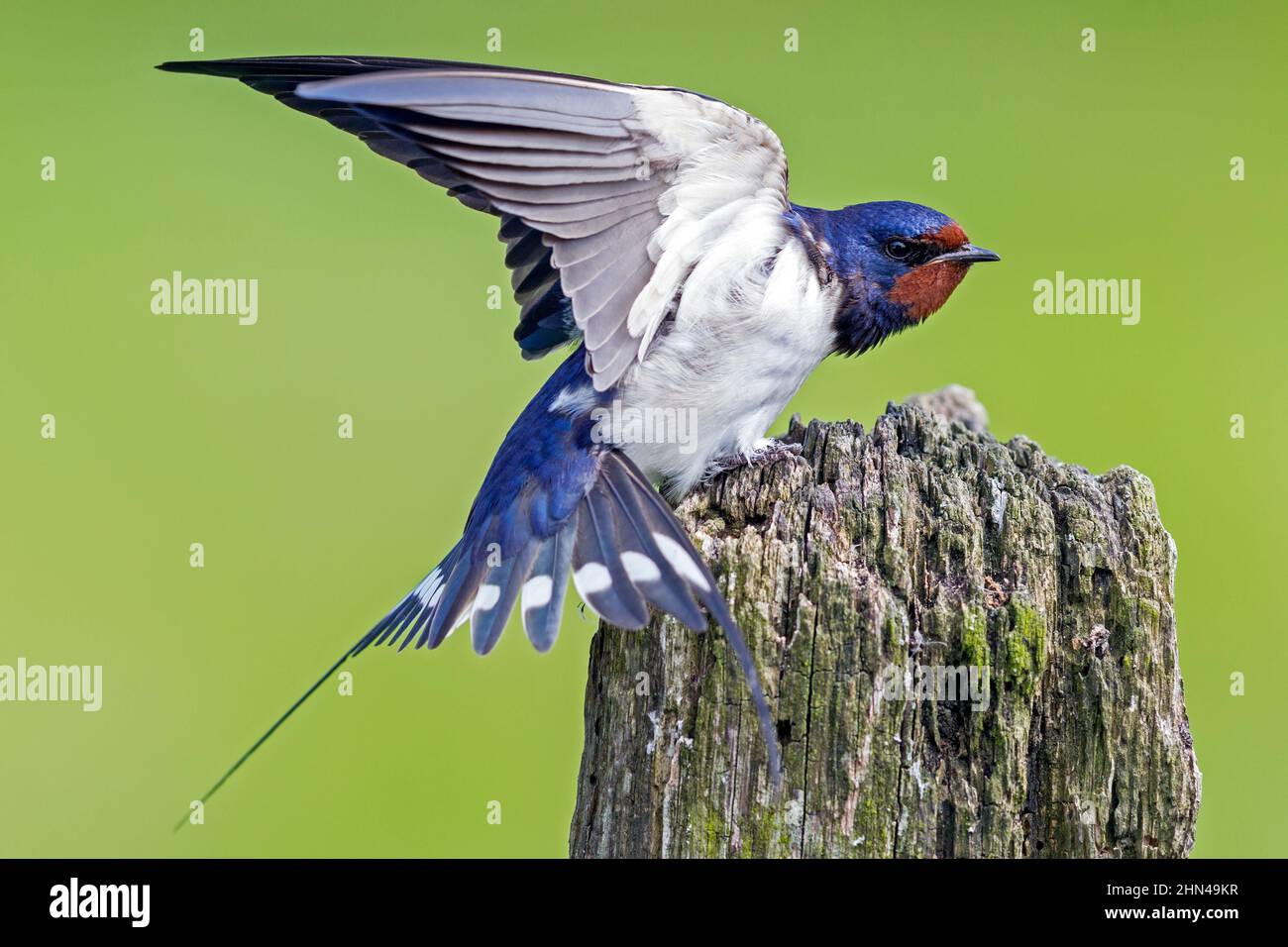 Barn Swallow (Hirundo rustica). Adult standing on a weathered post while stretching its wings. Germany Stock Photo