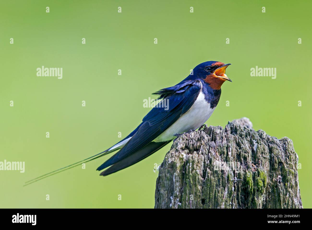 Barn Swallow (Hirundo rustica). Adult standing on a weathered post while singing. Germany Stock Photo