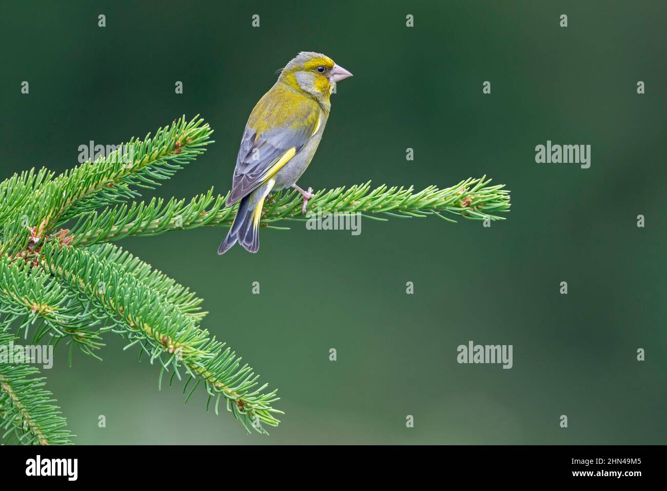 Greenfinch (Chloris chloris). Male perched on a spruce twig. Germany Stock Photo