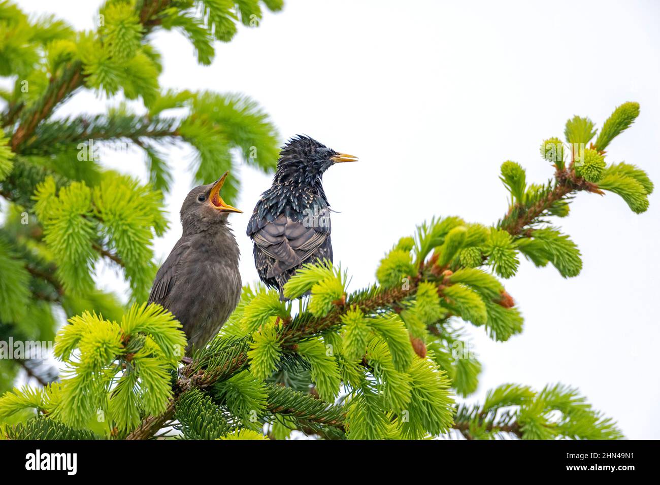 European Starling (Sturnus vulgaris). Although the young starling has just been fed by the parent bird, it is loudly begged. The parent look up disheveled, because the time of raising the young is very exhausting after all. Germany Stock Photo