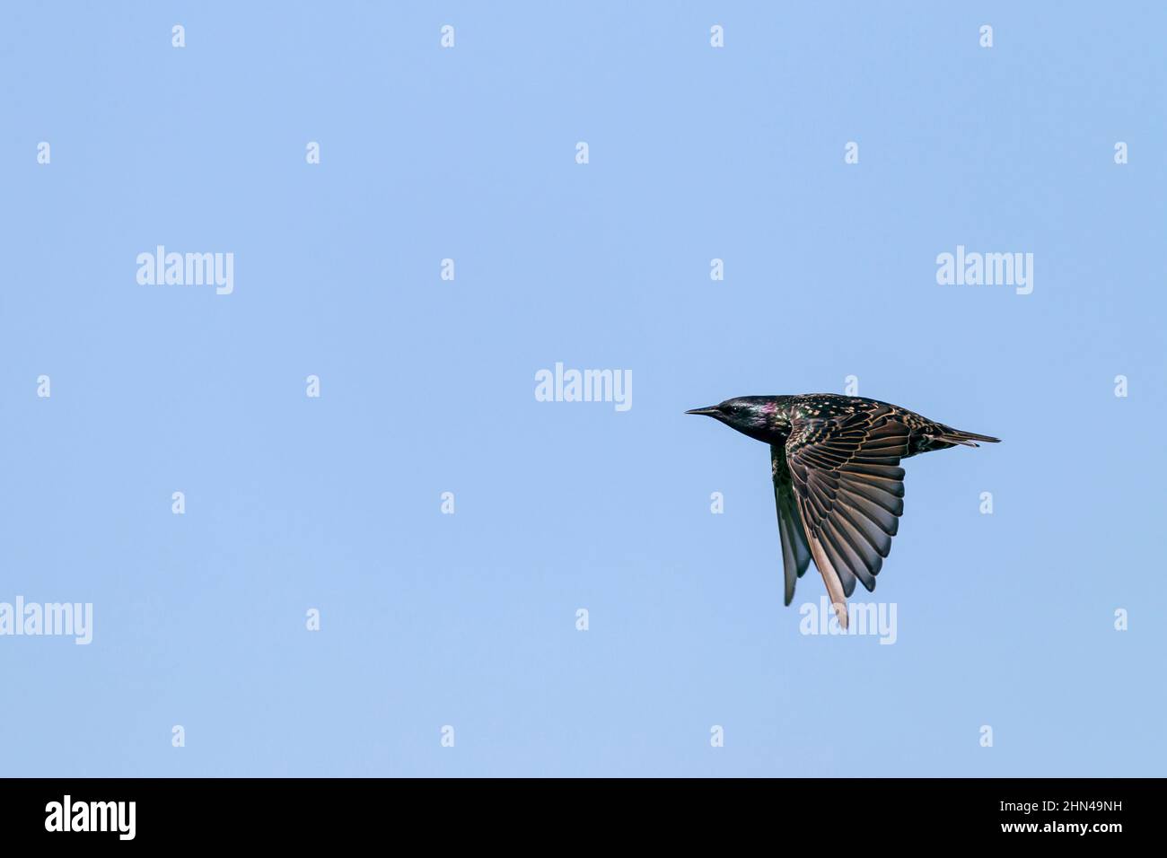 European Starling (Sturnus vulgaris). Single adult bird in flight. Stock Photo