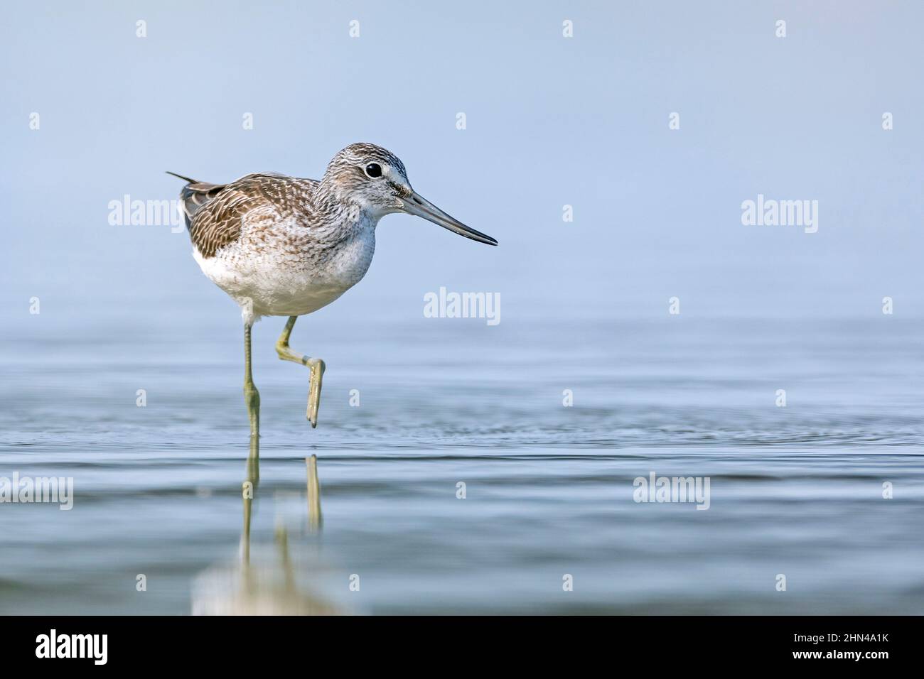 Greenshank (Tringa nebularia) searches for prey floating on the water surface. Germany Stock Photo