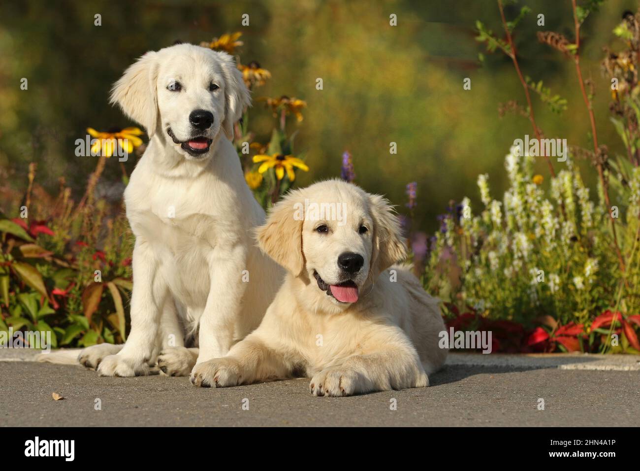 Golden Retriever. Two young female dogs (left 13 weeks old, right 14 weeks old) in autumn, sitting and lying down. Stock Photo