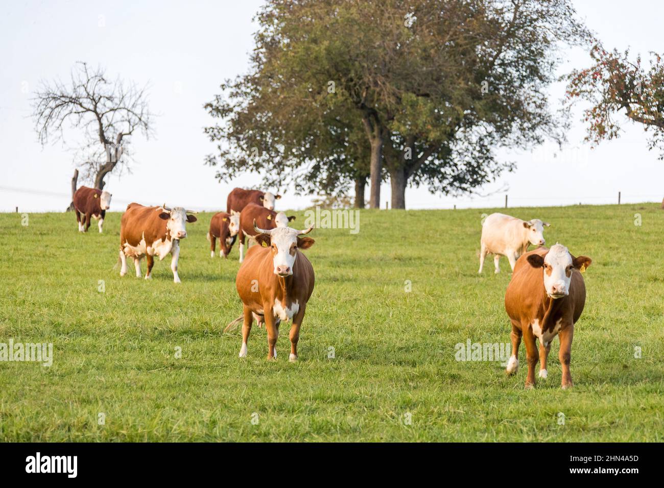 Hinterwald Cattle. Herd on a pasture. Black Forest, Germany Stock Photo