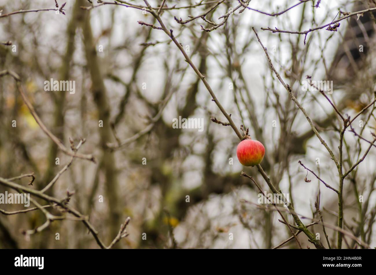 Square image of one apple on a twig of an apple tree. Stock Photo