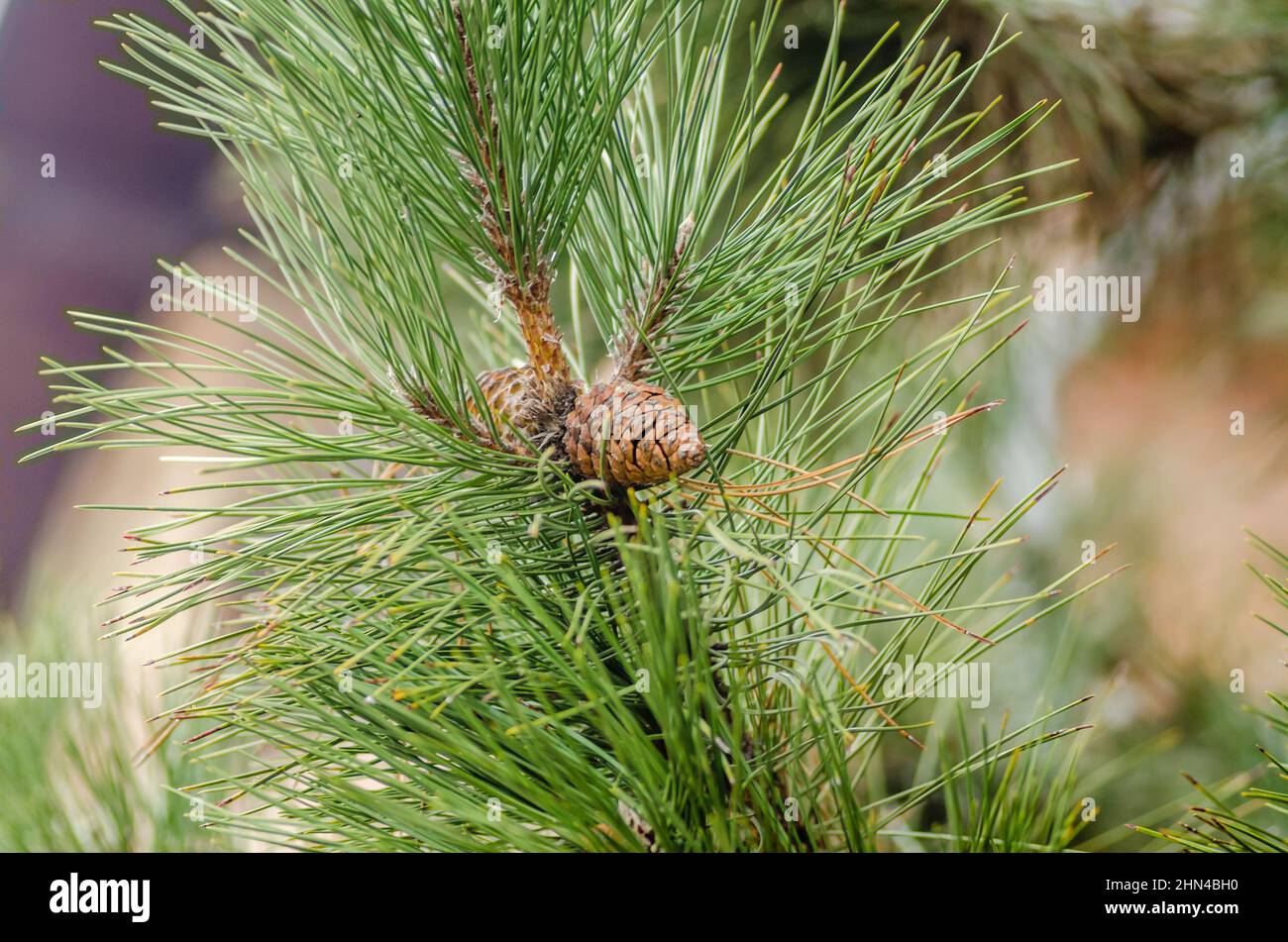 A young pine tree branch with cones in spring. Stock Photo