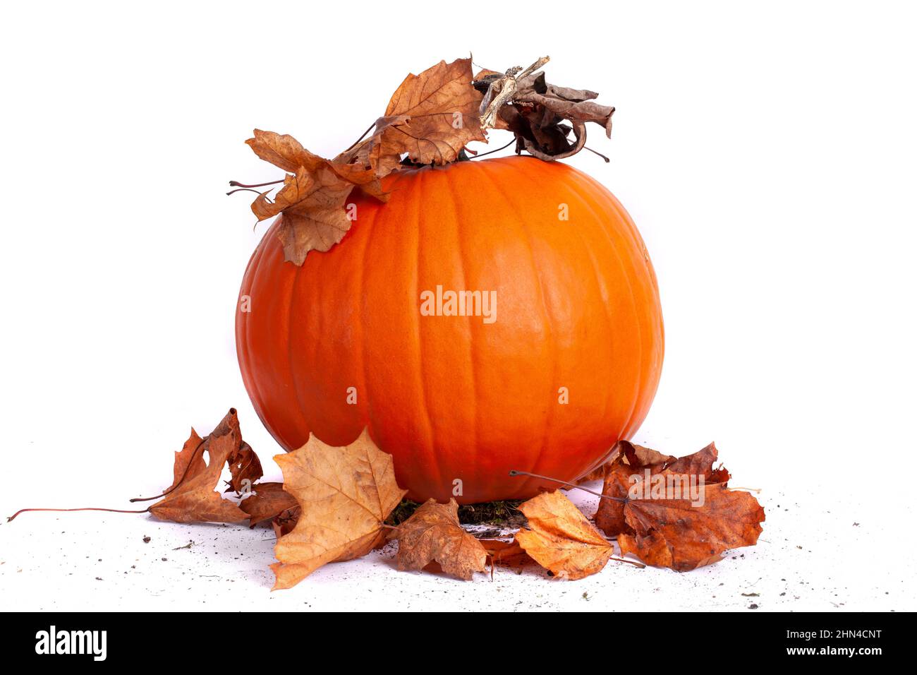 Halloween orange pumpkin with dried autumn leaves, isolated on white background studio image Stock Photo