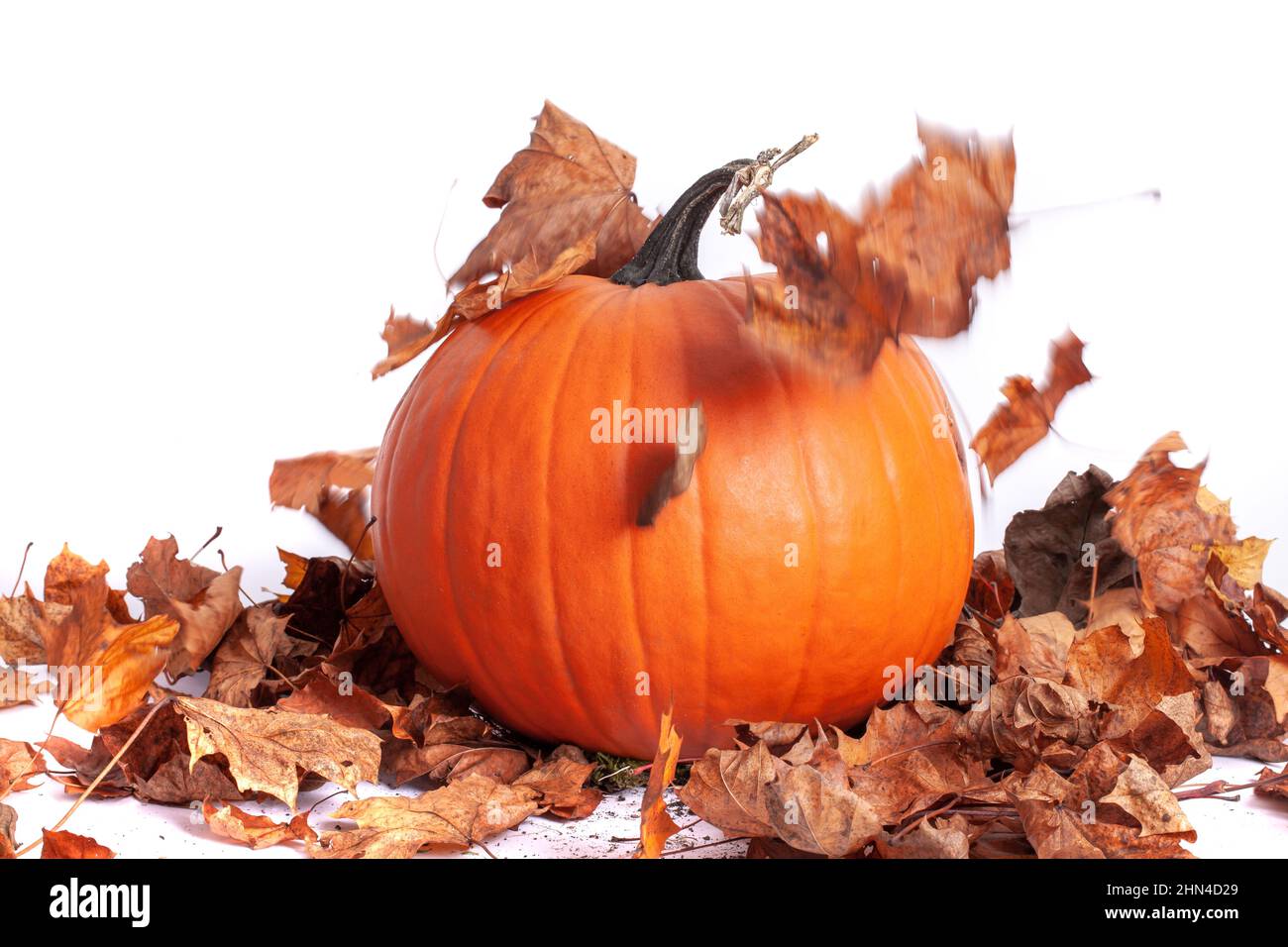 Halloween orange pumpkin with seasonall autumn leaves falling, isolated on white background Stock Photo