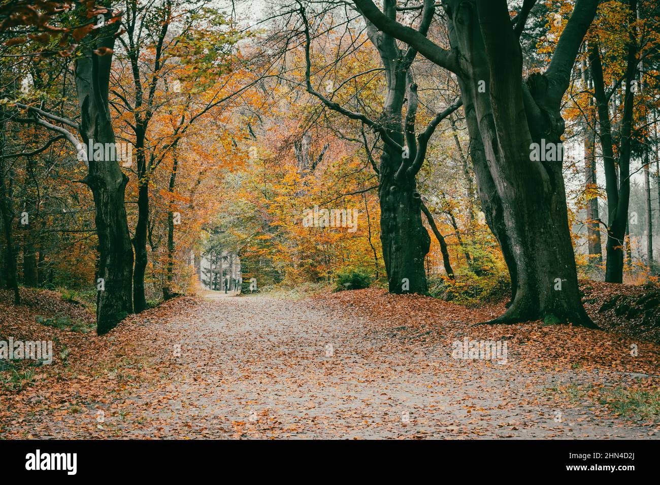 Row of old brown beech trees with hanging branches above a walking