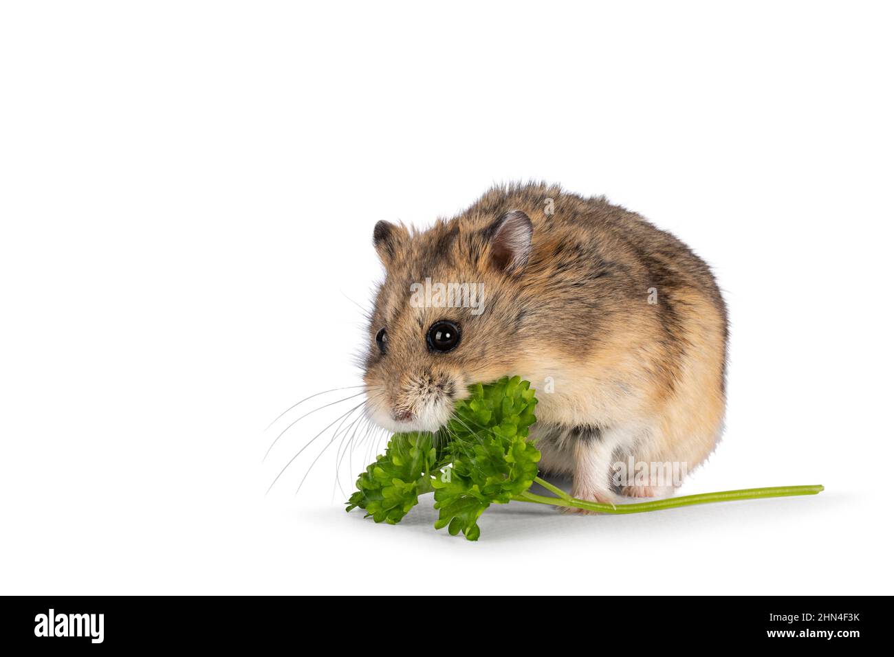 Cute brown hamster, eating green fresh parsley herb. Sitting side ways. Isolated on a white