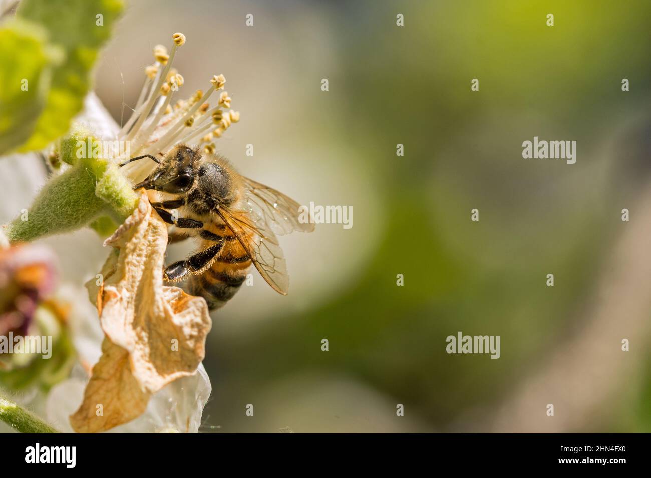Macro closeup shot of a honeybee on a flower collecting pollen on a beautiful spring day Stock Photo